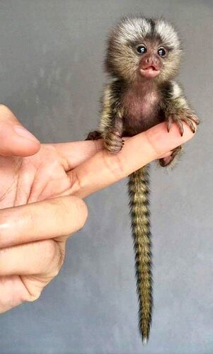 Pygmy marmoset