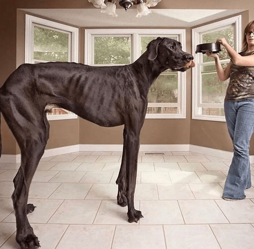 No trickery is going on here. Zeus the great dane is just legitimately the tallest dog to ever live