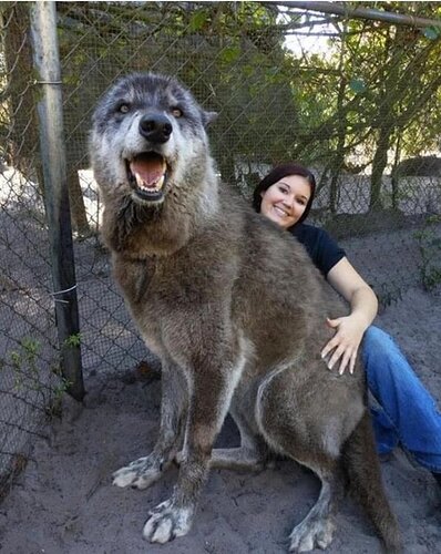 Wolf-dog- 87.5% gray wolf, 8.6% Siberian Husky and 3.9% German Shepherd