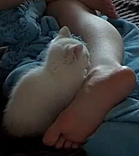 Foot fetish Kitten on duty enhanced