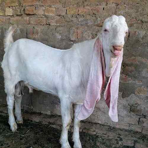 Gulabi Goat