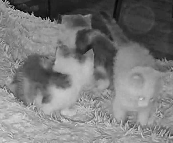 night time kitten games enhanced