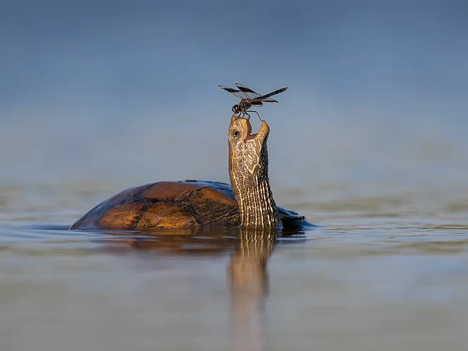 tzahi_finkelstein_wildlife_photographer_of_the_year