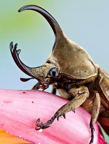 Rhinoceros beetle