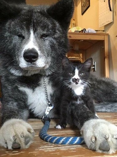 Lucky kitty with a big bad wolf dog as a guardian