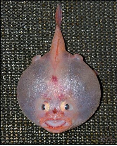 A weird deep sea fish, Lamprey, has a face only a m____r could love