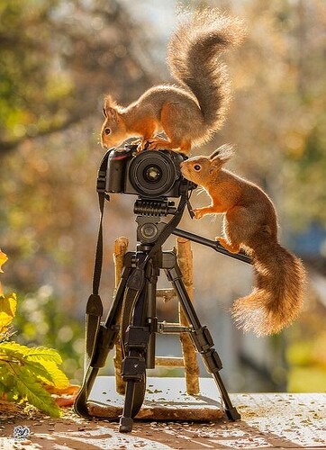 a whole new meaning to the term wildlife photography