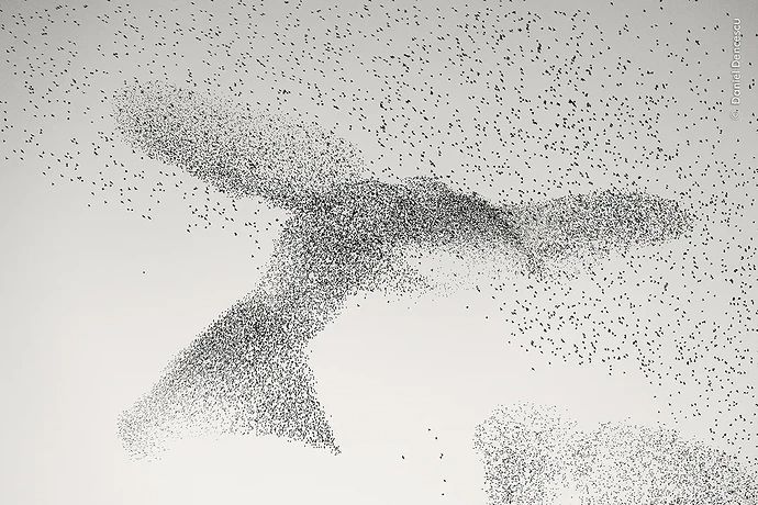 A starling murmuration. A flock of European starlings appears to form the shape of a giant bird above Rome