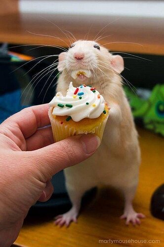 This Little rat who got his own birthday cake