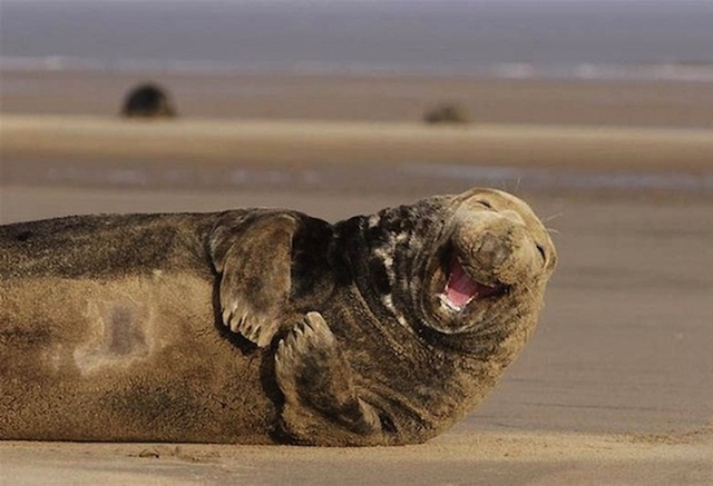 Walrus laughing = Lolrus