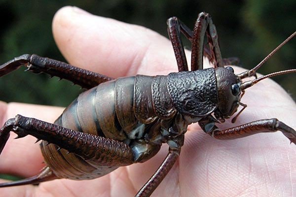 Giant weta - pronounced Wētā, is a giant flightless cricket