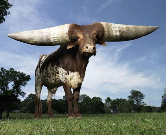 Cow with world’s largest horn - Ankole-Watusi