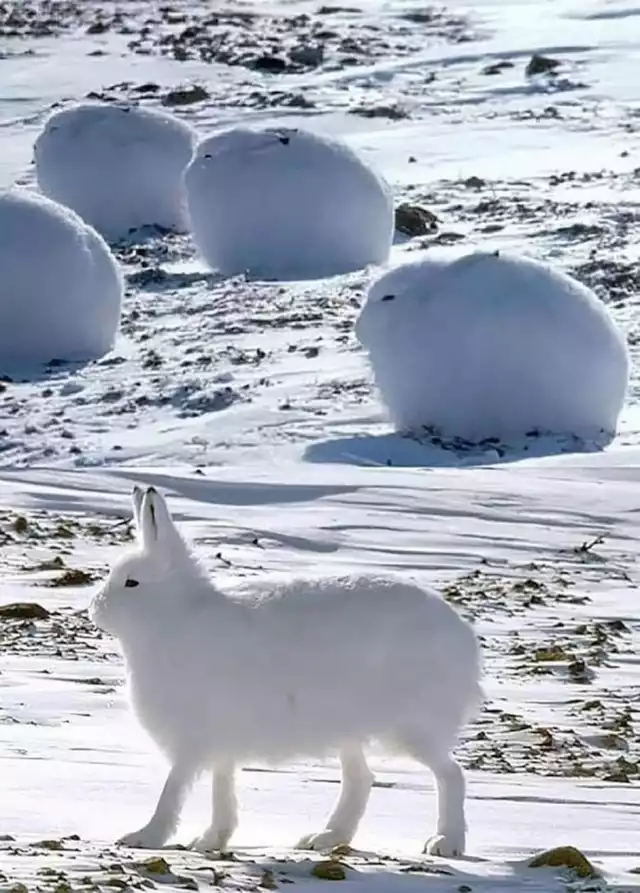 The Arctic Hare - aka floof snowballs