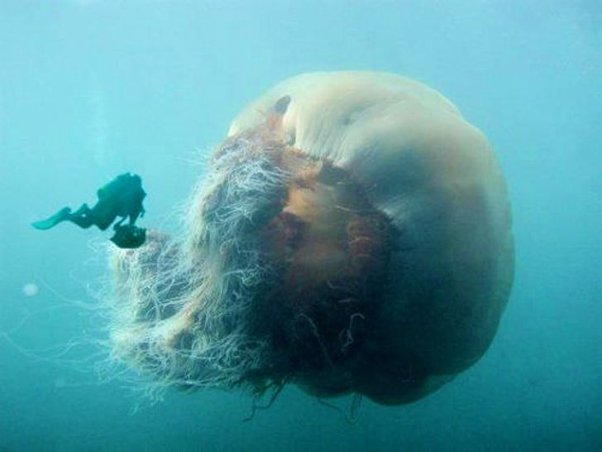Lion mane jellyfish