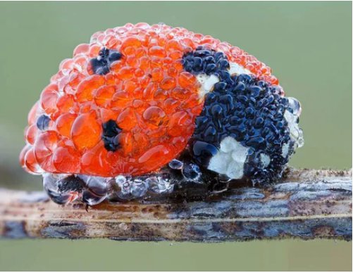 Ladybug who likes being covered with dew in the morning