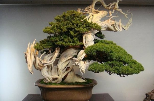 800-year old bonsai tree
