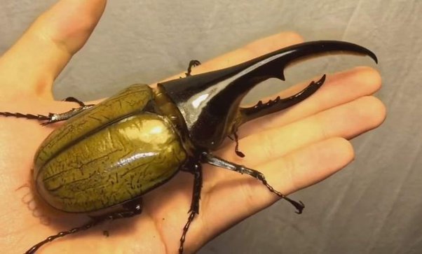 Hercules beetle