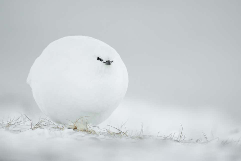 A Living Snowball