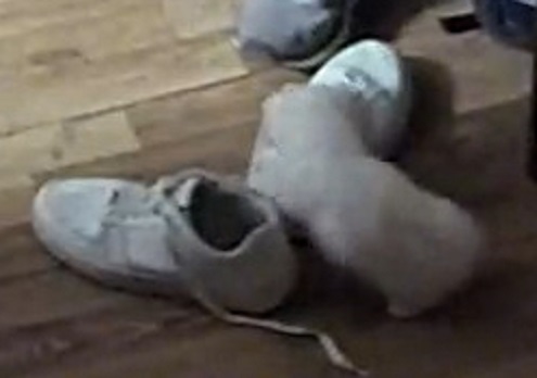 Creamy kitten smelling the shoes 2