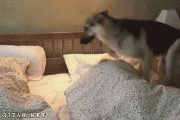 dog-bed